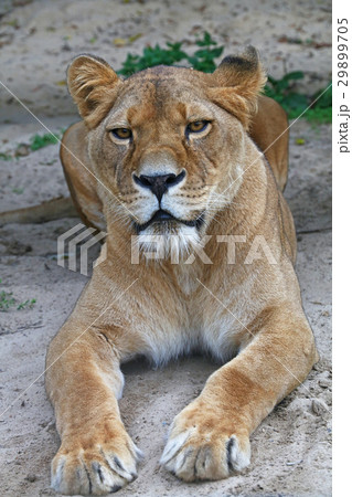 Close up portrait of male African lioness 29899705
