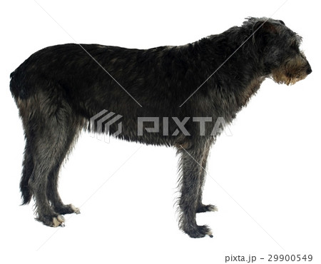 irish wolfhound 29900549