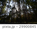 景色 風景 林 29900845