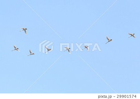 白鳥の北帰行 29901574