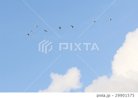 白鳥の北帰行 29901575