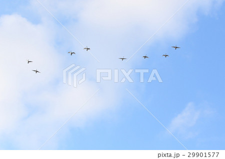 白鳥の北帰行 29901577