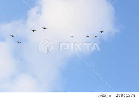 白鳥の北帰行 29901578