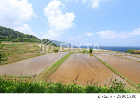 初夏の田園 初夏の田園 29901580