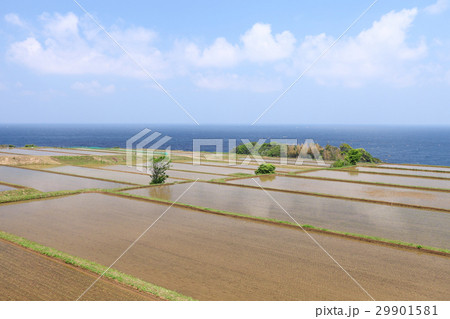 初夏の田園 初夏の田園 29901581