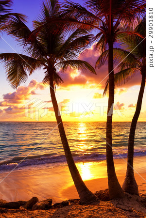 Coconut palm trees against colorful sunset 29901810
