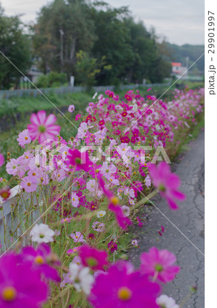 並んでいる花々 並んでいる花々 29901997
