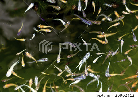 メダカ メダカ 29902412