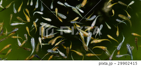 メダカ メダカ 29902415