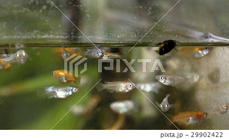 メダカ メダカ 29902422
