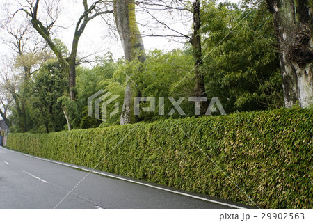 桂離宮　穂垣 29902563