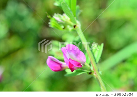 カラスノエンドウ 29902904