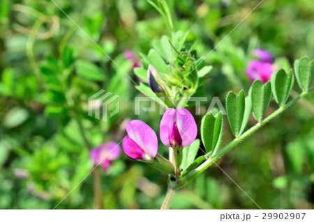 カラスノエンドウ 29902907