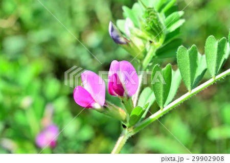 カラスノエンドウ 29902908