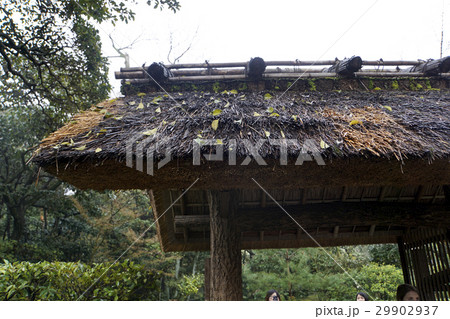 日本庭園　桂離宮　萱葺き 29902937