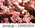 桜 29902950