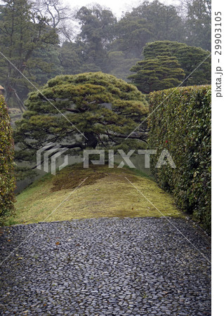 桂離宮　日本庭園　黒松 29903105