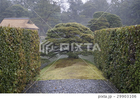 桂離宮　日本庭園　黒松 29903106