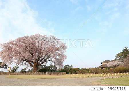 水戸の偕楽園 右近の桜の写真素材