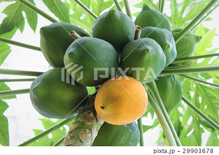 パパイア パパイア 29903678