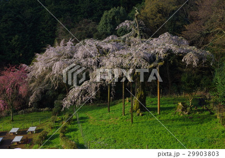 枝垂桜 29903803