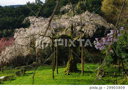 枝垂桜 29903809