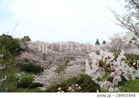 桜満開の開山公園 29903948