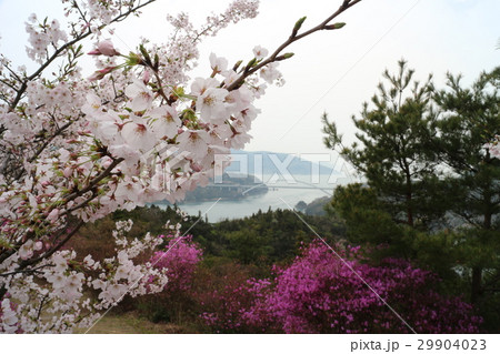桜満開の開山公園 29904023