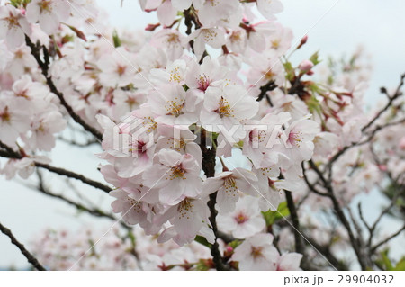 桜満開の開山公園 29904032