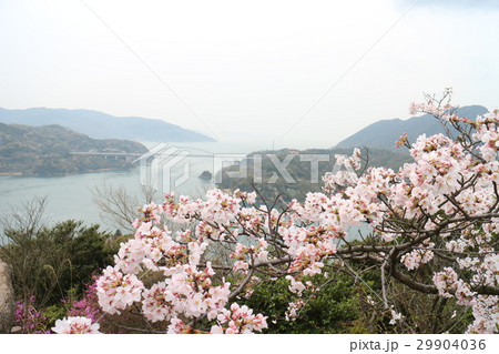 桜満開の開山公園 桜満開の開山公園 29904036