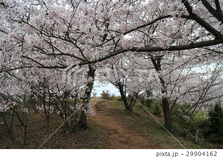 桜満開の開山公園 29904162