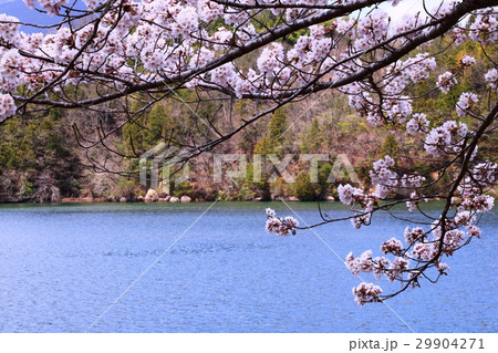 恵那峡の桜と木曽川 恵那峡の桜と木曽川 29904271