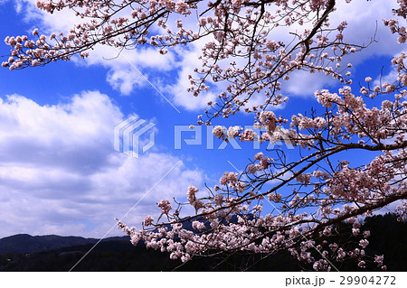 恵那峡の桜と空 恵那峡の桜と空 29904272