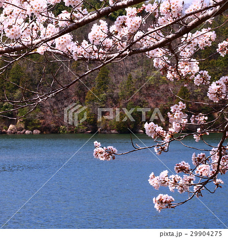 恵那峡の桜と木曽川 恵那峡の桜と木曽川 29904275