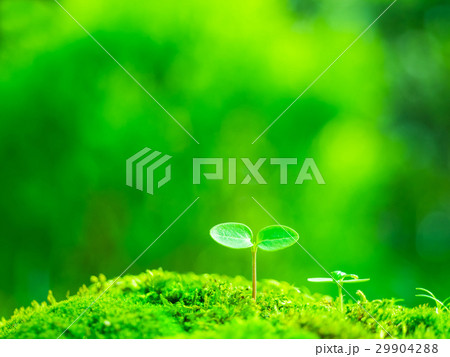 植物の芽生え 植物の芽生え 29904288