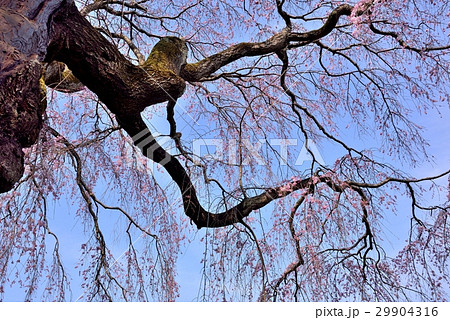 西林寺 枝垂れ桜 29904316