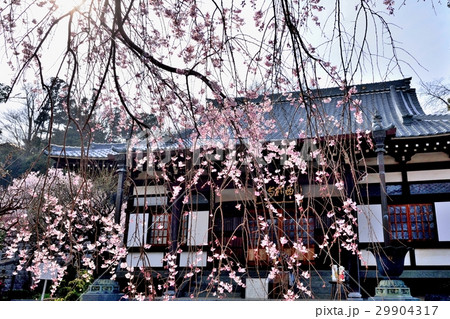 西林寺 枝垂れ桜 29904317