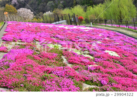 西宮市　仁川の郷の芝桜 29904322