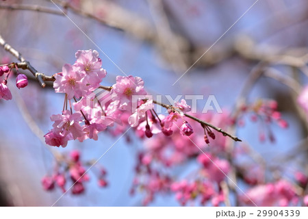 紅八重枝垂れ桜 29904339