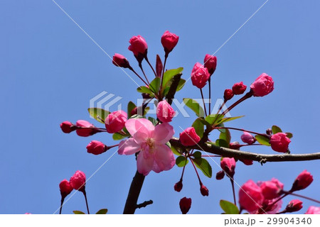 紅八重枝垂れ桜 29904340