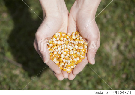 八列とうもろこし　種子 29904371