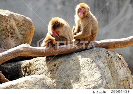 動物園のニホンザルの親子 動物園のニホンザルの親子 29904453