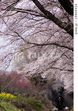 【春爛漫】桜吹雪舞う春の肥薩路とSL人吉 【春爛漫】桜吹雪舞う春の肥薩路とSL人吉 29904454