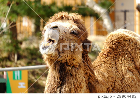 動物園のらくだ 29904485