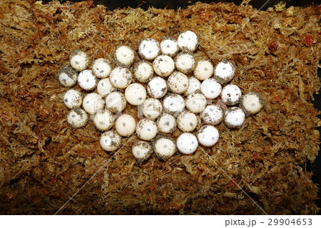 スッポン(鼈)カメ（亀） 29904653