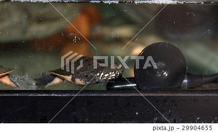 スッポン(鼈)カメ（亀） 29904655