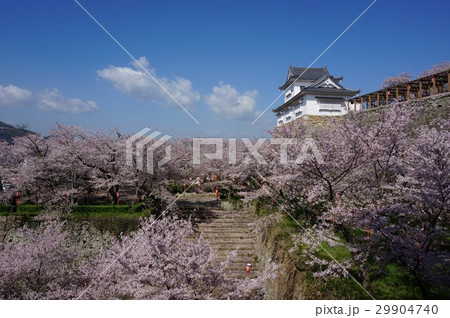 桜満開の岡山県津山市の鶴山公園（津山城址）：備中櫓 29904740