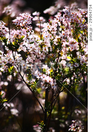 ベニバナユキヤナギの群生 29904754