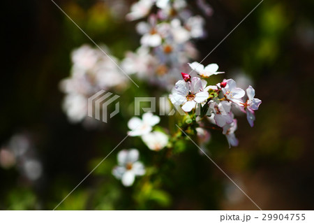 ベニバナユキヤナギの花 29904755