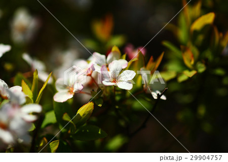 ベニバナユキヤナギの花 29904757